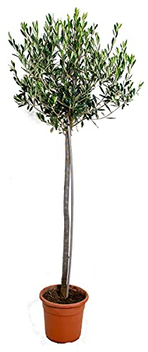 Bloomique - Olea Europaea - Olivenbaum Echt - Gartenpflanzen Winterhart - Höhe 90-110 cm - Topf 21 cm