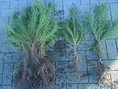 25st. Kiefer "Pinus sylvestris" 30-60cm Waldkiefer Wurzelware Forstpflanzen Nadelgehölze