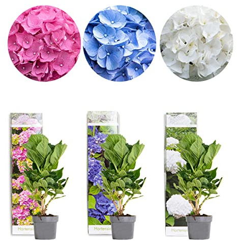 Bloomique - 3er-Mix - Hortensie Macrophylla - Rosa, Blau, Weiß - Hortensie - Bauernhortensie - Gartenpflanzen - Winterhart - Höhe 20-30 cm - Topf 10,5 cm