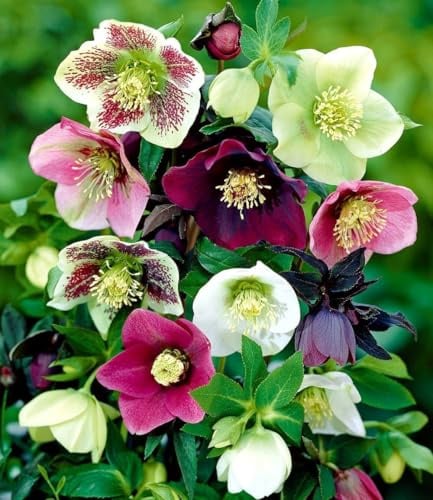 BALDUR Garten 3er Christrosen-Mix Winter Dreams, Blumenzwiebeln, winterharte Stauden, mehrjährig, für Standort im Schatten geeignet, blühend, Helleborus