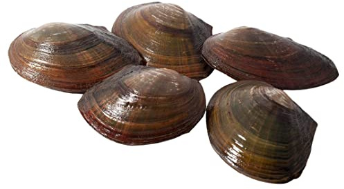 Teichmuschel für den Gartenteich + 1 x NH ToxEx Ball - schwebe Algen vernichter/Algenkiller/Biofilter für Teich, Menge:5 STK.