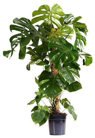 Bloomique - Monstera Deliciosa - Fensterblatt - Fensterblatt - XXL Zimmerpflanzen - Luftreinigend - Pflegeleicht - Höhe 120-140 cm - Topf 24 cm