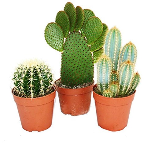 3 verschiedene größere Kakteen im Set, 12cm Topf, ca. 15-28cm hoch