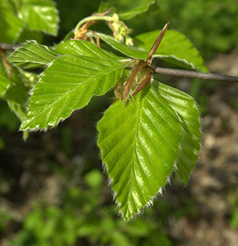 Rotbuche 125-150cm - Fagus sylvatica - lebende Gartenpflanze aus den Baumschulen