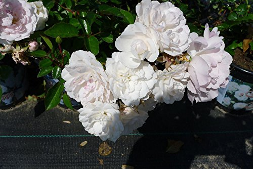 10x Bodendeckerrose 'Sea Foam' – Reichblühende Weiße Blütenpracht | Kräftige Bodendeckerrose im 1L Topf