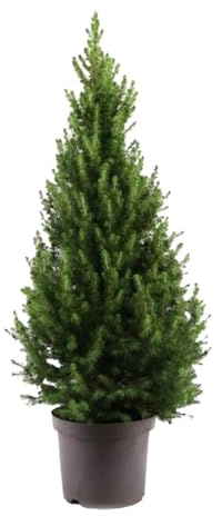 Bloomique - Picea Glauca December - Mini-Weihnachtsbaum - Zwergfichte - Weihnachtsdekoration - Für drinnen und draußen - Winterhart - Immergrün - 80-100 cm hoch - Topf 26 cm