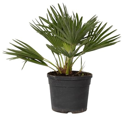 Plant in a Box - Chamaerops 'Vulcano' - Winterhart - Mediterrane Zwergpalme - Topf 19cm - Höhe 35-45cm - Gartenpflanze