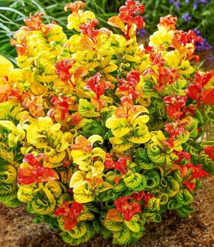 BALDUR Garten 1x Traubenheide Curly Gold®, Pflanze im 2 Liter-Topf, attraktive Blattfärbung, winterhart, pflegeleicht, blühend, Leucothoe axillaris, außergewöhnliches Farbspiel