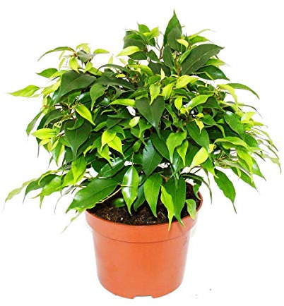 Buschige Birkenfeige - Ficus benjamini "Kinky Green" - 12cm Topf