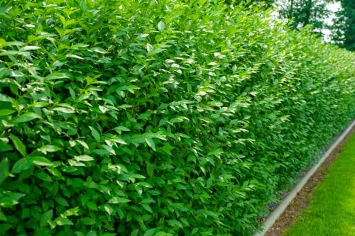 10st. Liguster Atrovirens 50-80cm reine Pflanzhöhe Ligustrum Atrovirens Wurzelware Heckenpflanzen Ligusterhecke