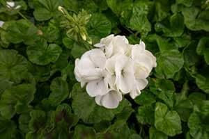 Geranien-Blumensamen, 100 Stück, weiß