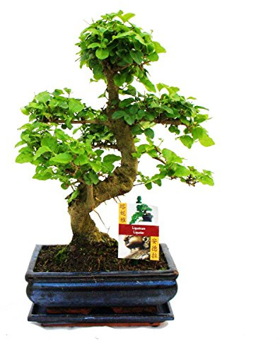 Bonsai Chinesischer Liguster Ligustrum sinensis ca. 8 Jahre 18cm Schale