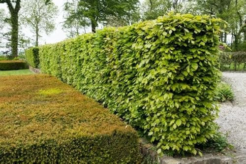 Rotbuchen 5st. 120-150cm Rotbuche Fagus sylvatica Wurzelware Heckenpflanzen