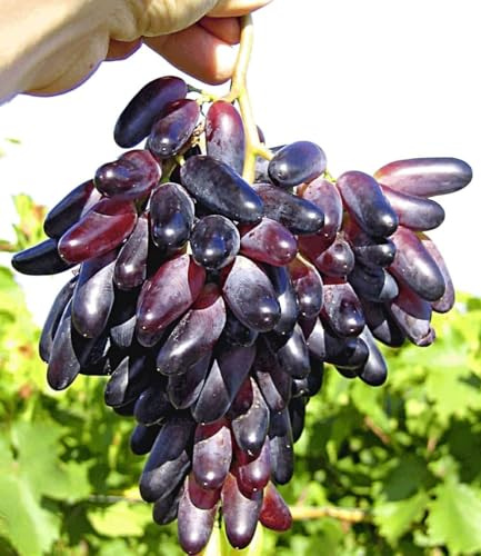 BALDUR Garten 1x Weinreben Tafeltraube 'Souvenir®' dattelförmig, Vitis vinifera, winterhart, Wasserbedarf gering, selbstfruchtend, reiche Ernte an essbaren Früchten