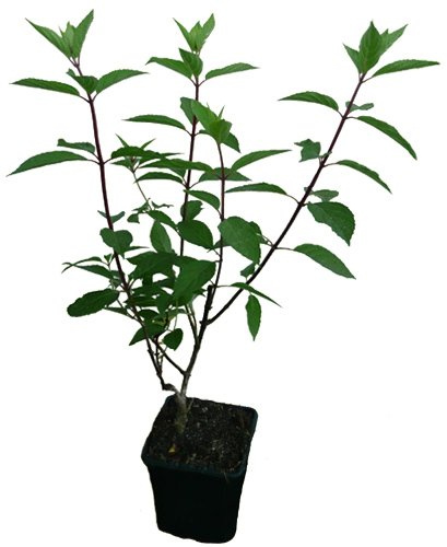 Rispenhortensie - VANILLE FRAISE - Pflanze Hortensie Neuheit