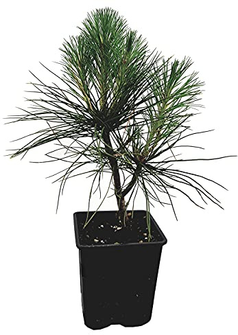 Seedeo® Tränenkiefer (Pinus wallichiana) Pflanze