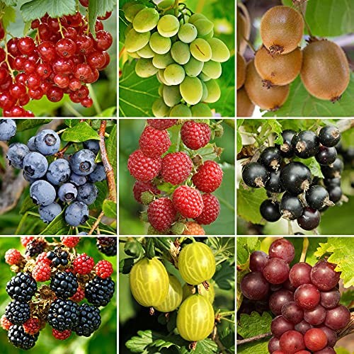Gardeners Dream 3er Set Topf Obst Pflanzen - Garten Pflanzen & Balkon Obst Pflanzen Anbau - Johannisbeeren Pflanzen, Himbeeren Pflanzen, Trauben Pflanzen, Kiwi Pflanzen, Heidelbeeren Pflanzen usw.