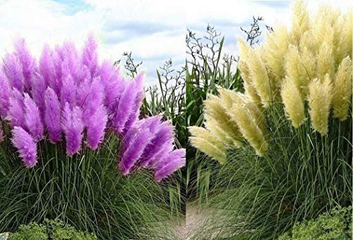 Set Frosthartes Amerikanisches Pampasgras Cortaderia Ziergras im Topf 2x rosa