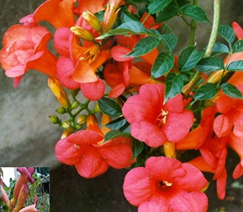 Campsis tagliabuana Madame Galen 40-60 cm – Winterhart, Mehrjährig, Pflegeleicht – Trompetenblume – Kletterpflanze für Pergola & Rankhilfe