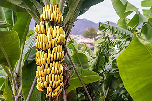 80 Stück Bananensamen