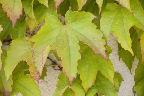 Wilder Wein 'Veitchii' 150-200 cm Topf Parthenocissus tricuspidata | Selbstklimmer, sommergrün, dreilappiges Laub, Herbstfärbung orange-rot, sonnig bis schattig, winterhart bis -20 °C