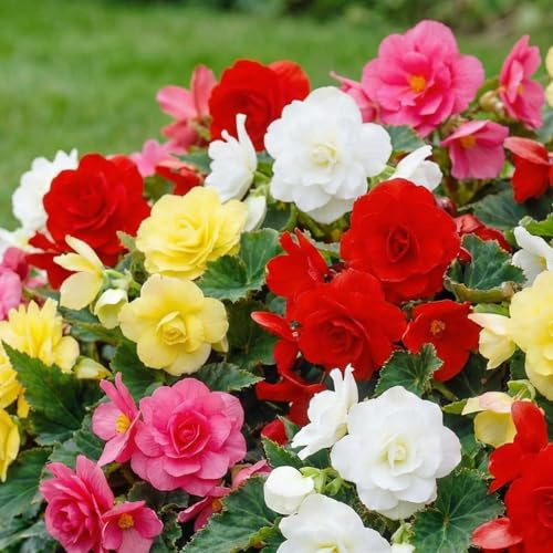 Mehrfarbig Begonien - Blumenzwiebeln Mehrjährig - 5 Zwiebeln - Echte Pflanzen aus Holland - für Töpfe und Balkone (nicht winterhart, große Knollen, kein Samen und nicht künstlich)