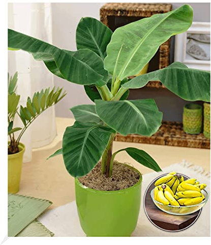 BALDUR Garten 1x Musa Banana Tropicana, Pflanze im 12 cm-Topf, Zimmerbanane Zimmerpflanze, Zimmerpflanze, Grünpflanze, mehrjährig - frostfrei halten, Bananen-Früchte essbar, Musa oriental dwarf