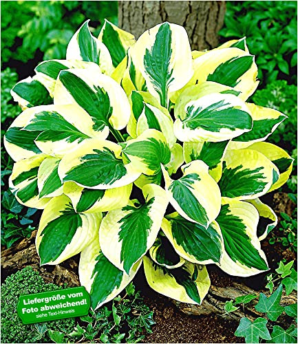BALDUR Garten 2x Riesen-Hosta 'Brim Cup', Knollen in Größe I, riesige, sehr dekorative Blätter, entzückende, zart violette Blütenrispen, winterhart, mehrjährig & pflegeleicht, Blickfang im Garten