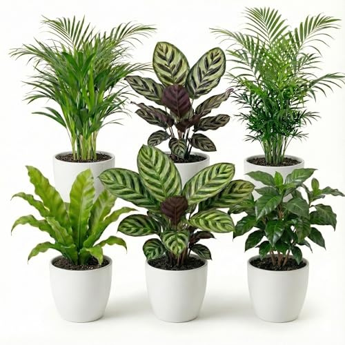Vdvelde․com - Zimmerpflanzen Set 6 Stück pflegeleicht - Luftreinigende Topfpflanzen mit weißen Dekotöpfen - Büropflanzen Homeoffice - Ø12cm 30-40cm - Geschenkset