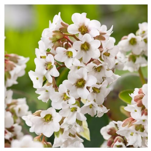 Stauden Gänge 3 x Bergenia cordifolia 'Beach' (Winterhart/Stauden/Staude/Mehrjährig/Immergrün/Bodendecker) Bergenie - Pflegeleicht und vielseitig, ein echter Hingucker - Bienenfreundlich