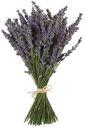 TooGet Natürliche Lavendel Bündel, Frisch Geerntete 200 Stämme Getrockneter Lavendel Bouquets 40-45cm Lang, Dekorative Blumenstrauß Für Wohnkultur, Kunsthandwerk, Hochzeit Oder Jede Gelegenheit