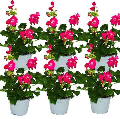 Geranien stehend - Pelargonium zonale - 12cm Topf - Set mit 6 Pflanzen - kräftig pink