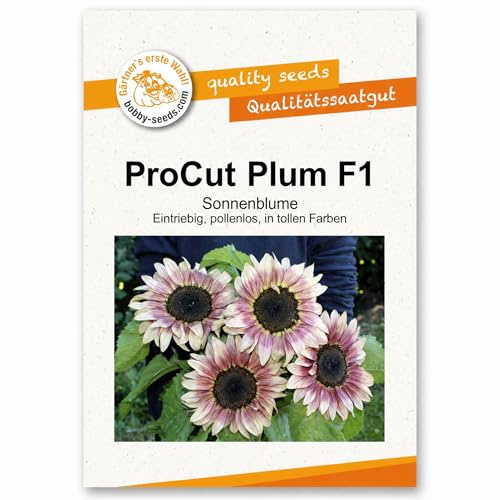 Bobby-Seeds Sonnenblumen Samen ProCut Plum F1, Saatgut mit ca. 30 Korn, pollenlose Schnittblume mehrfarbig, ideal für Garten & Vase
