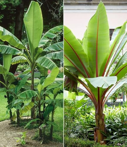 BALDUR Garten 2er Winterharte-Bananen-Kollektion, Pflanzen im Topf, Faserbanane Bananenbaum Musa basjoo Bananenpflanze, winterharte Staude, mehrjährig, Bananen-Früchte essbar