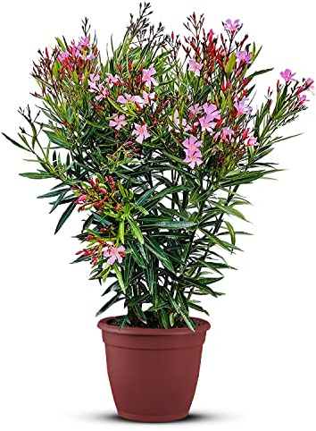 Tropictrees Nerium Oleander Pflanzen Winterhart mit Rosa Blüten, 100–120 cm Höhe, Winterharte Pflanzen für Garten, hitze- und trockenheitsresistenter Strauch