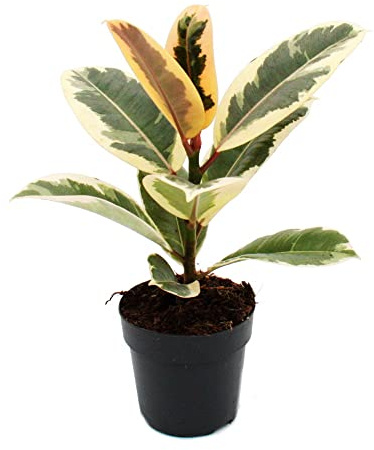 Weissbunter Gummibaum - Ficus elastica "Tineke" - 11cm Topf