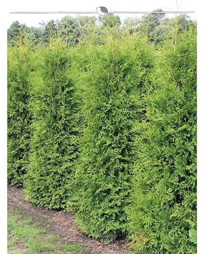 Thuja Brabant 180-200 cm. 10 Lebensbäume. Immergrün, Winterhart, Sichtschutz