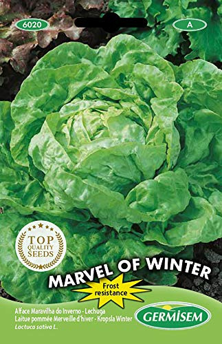 Germisem Kopfsalat MARVEL OF WINTER, mehrfarbig, EC6020