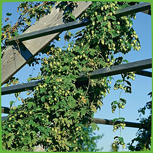 GARTEN SCHLÜTER® Wilder Hopfen - Humulus lupulus | Winterharte Kletterpflanze - Containerpflanze