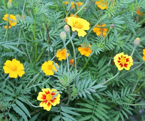 Bodenkur Nema TP Tagetes gegen Nematoden 60 Gramm Maxi-Pack