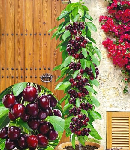 BALDUR Garten 1x Säulenkirsche 'Garden Bing®', Pflanze im 4 Liter-Topf, Kirschbaum, Prunus avium, winterhart, platzsparende Säule für kleine Gärten, Balkone & Terrassen