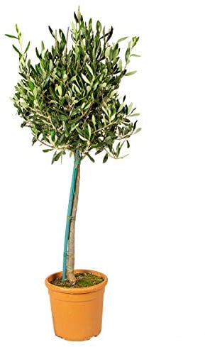 Bloomique - Olea Europaea - Olivenbaum Echt - Gartenpflanzen Winterhart - Höhe 80-90 cm - Topf 19 cm