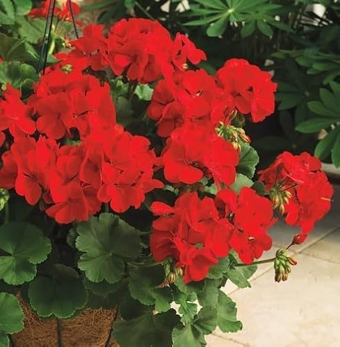 80 Stück rote Geranienblumensamen