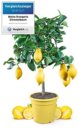 Meine Orangerie Zitronenbaum - echter Citrusbaum - veredelte Zitrone - Citrus Limon - Lemon Tree - Fruchtreife Zitronen Pflanze in Gärtnerqualität (Mezzo [M])