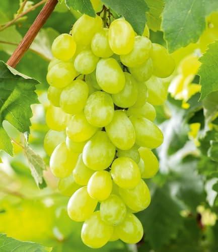 BALDUR Garten 1x Kernlose Tafel-Traube 'New York®', Pflanze im 11 cm-Topf, Weinreben, Vitis vinifera, winterhart, mehrjährig, resistent gegen Krankheiten, Kletterpflanze, essbare Früchte