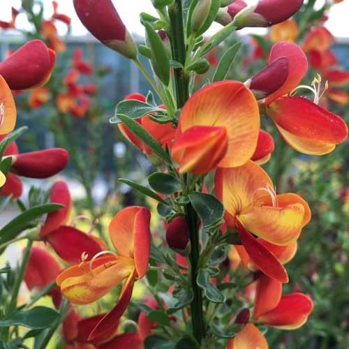 Besen-Ginster Lena/Cytisus Lena | Kleinstrauch und Winterhart - Gelbrote Blüten - Mehrjährige blühende Pflanze | 1 x 1,5 Liter Topf