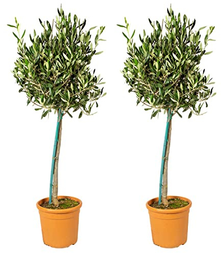 Bloomique - 2er-Set - Olea Europaea - Olivenbaum Echt - Gartenpflanzen Winterhart - Höhe 80-90 cm - Topf 19 cm