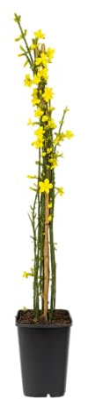 Winterjasmin Pflanze 60-70 cm (Jasminum nudiflorum) – Winterharte Gartenpflanze, Gelbe Blüten, Ideal für Rankgitter, Balkon & Terrasse