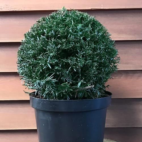 Eibe Kugel 40-50 cm von Intragarten Formschnitt im Topf