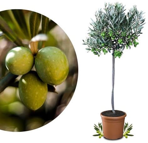 Meine Orangerie Olivenbaum Mezzo - echter Olivenbaum - Olea Europaea - Olive Tree - Fruchtreifes Stämmchen in Gärtnerqualität
